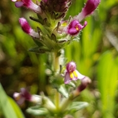 Parentucellia latifolia (Red Bartsia) at Bass Gardens Park, Griffith - 18 Oct 2020 by SRoss