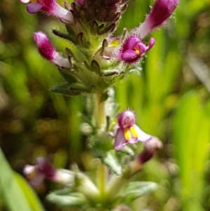 Parentucellia latifolia at Griffith, ACT - 18 Oct 2020