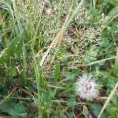 Aira elegantissima (Delicate Hairgrass) at Griffith, ACT - 18 Oct 2020 by SRoss