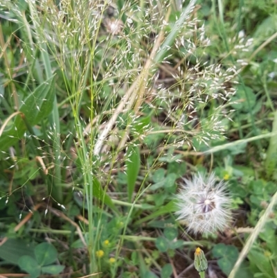 Aira elegantissima (Delicate Hairgrass) at Griffith, ACT - 18 Oct 2020 by SRoss