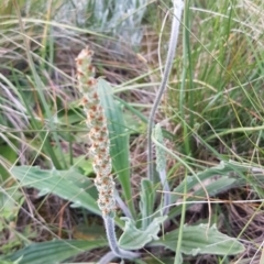 Plantago varia (Native Plaintain) at Bass Gardens Park, Griffith - 18 Oct 2020 by SRoss