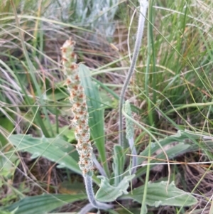 Plantago varia at Griffith, ACT - 18 Oct 2020