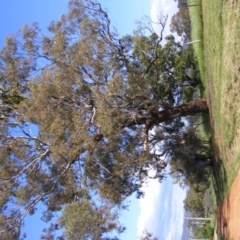 Eucalyptus melliodora (Yellow Box) at Curtin, ACT - 18 Oct 2020 by MichaelMulvaney