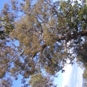 Eucalyptus melliodora at Curtin, ACT - 18 Oct 2020