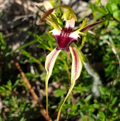 Caladenia parva (Brown-clubbed Spider Orchid) at Paddys River, ACT - 15 Oct 2020 by Mirri59
