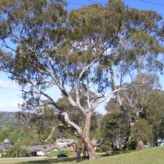 Eucalyptus melliodora (Yellow Box) at Curtin, ACT - 18 Oct 2020 by MichaelMulvaney