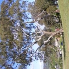 Eucalyptus melliodora at Curtin, ACT - 18 Oct 2020 05:24 PM