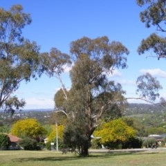 Eucalyptus melliodora (Yellow Box) at Curtin, ACT - 18 Oct 2020 by MichaelMulvaney