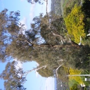 Eucalyptus melliodora at Curtin, ACT - 18 Oct 2020