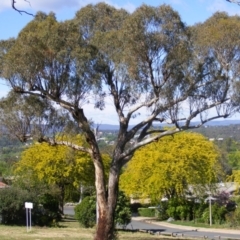 Eucalyptus melliodora (Yellow Box) at Curtin, ACT - 18 Oct 2020 by MichaelMulvaney