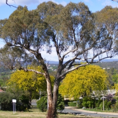 Eucalyptus melliodora (Yellow Box) at Curtin, ACT - 18 Oct 2020 by MichaelMulvaney