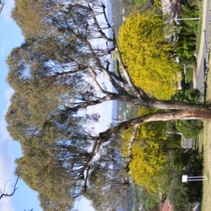 Eucalyptus melliodora at Curtin, ACT - 18 Oct 2020 05:30 PM