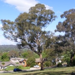 Eucalyptus melliodora (Yellow Box) at Curtin, ACT - 18 Oct 2020 by MichaelMulvaney