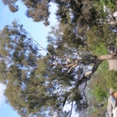 Eucalyptus melliodora at Curtin, ACT - suppressed