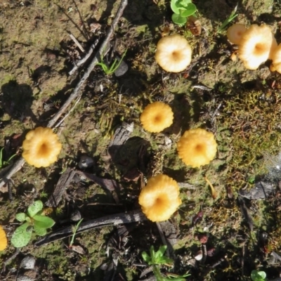 Lichenomphalia chromacea (Yellow Navel) at Callum Brae - 12 Oct 2020 by RobParnell