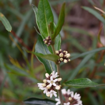 Marsdenia suaveolens (Scented Marsdenia) at Morton National Park - 17 Oct 2020 by Boobook38