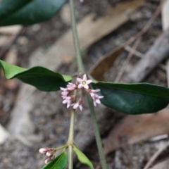 Marsdenia suaveolens at Bundanoon - 18 Oct 2020