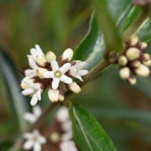 Marsdenia suaveolens at Bundanoon - 18 Oct 2020