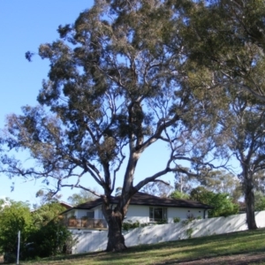 Eucalyptus melliodora at Curtin, ACT - 18 Oct 2020 05:36 PM