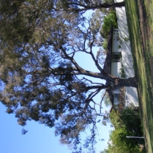 Eucalyptus melliodora at Curtin, ACT - 18 Oct 2020