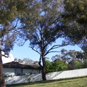 Eucalyptus melliodora at Curtin, ACT - 18 Oct 2020