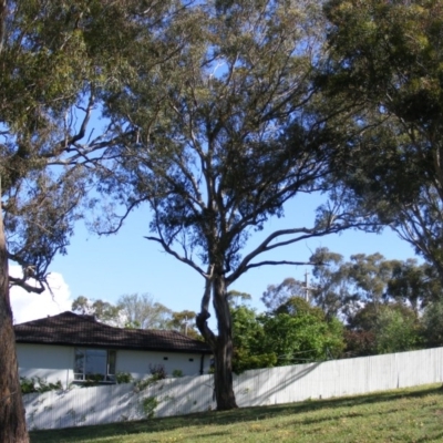 Eucalyptus melliodora (Yellow Box) at Curtin, ACT - 18 Oct 2020 by MichaelMulvaney