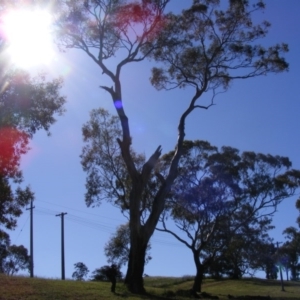 Eucalyptus melliodora at Curtin, ACT - 18 Oct 2020 06:36 PM