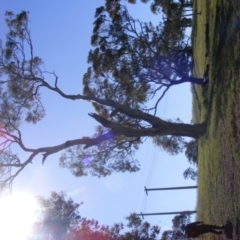 Eucalyptus melliodora at Curtin, ACT - 18 Oct 2020 06:36 PM