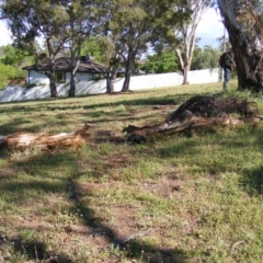 Eucalyptus melliodora at Curtin, ACT - 18 Oct 2020