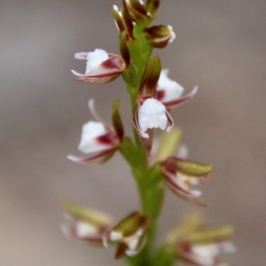 Paraprasophyllum brevilabre at Budawang, NSW - suppressed