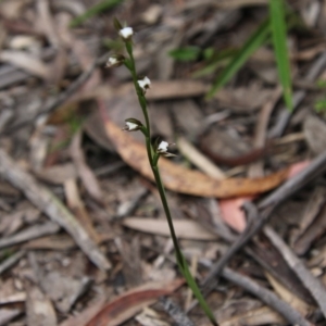 Paraprasophyllum brevilabre at Budawang, NSW - suppressed