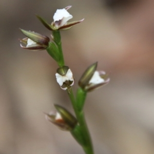 Paraprasophyllum brevilabre at Budawang, NSW - suppressed