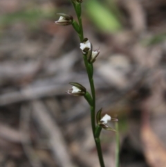 Paraprasophyllum brevilabre at Budawang, NSW - suppressed