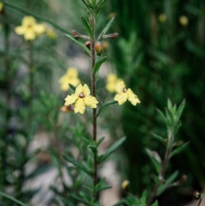 Goodenia heterophylla at Morton National Park - 18 Oct 2020