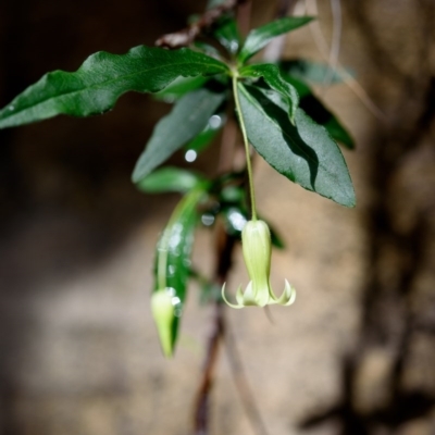 Billardiera mutabilis (Climbing Apple Berry, Apple Berry, Snot Berry, Apple Dumblings, Changeable Flowered Billardiera) at Wingecarribee Local Government Area - 18 Oct 2020 by Boobook38