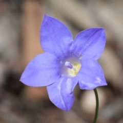 Wahlenbergia capillaris (Tufted Bluebell) at Dryandra St Woodland - 17 Oct 2020 by ConBoekel