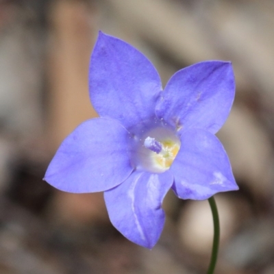 Wahlenbergia capillaris (Tufted Bluebell) at Dryandra St Woodland - 17 Oct 2020 by ConBoekel