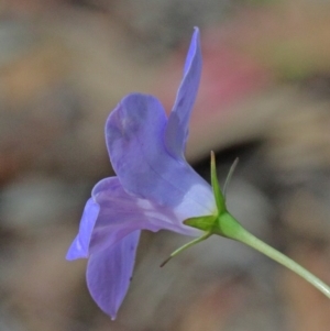 Wahlenbergia capillaris at O'Connor, ACT - 17 Oct 2020