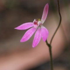 Caladenia carnea (Pink Fingers) at Budawang, NSW - 14 Oct 2020 by LisaH