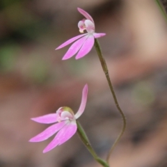 Caladenia carnea at Budawang, NSW - 14 Oct 2020