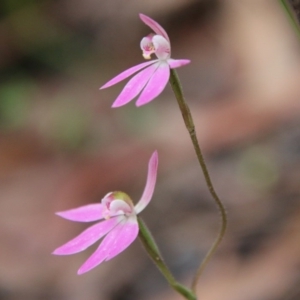 Caladenia carnea at Budawang, NSW - 14 Oct 2020