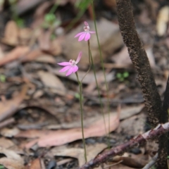 Caladenia carnea at Budawang, NSW - 14 Oct 2020