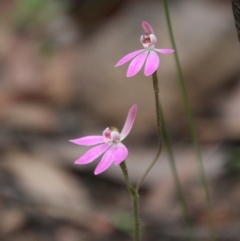 Caladenia carnea at Budawang, NSW - 14 Oct 2020