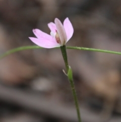 Caladenia carnea at Budawang, NSW - 14 Oct 2020