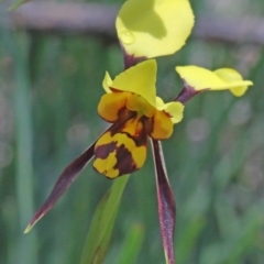 Diuris sulphurea (Tiger Orchid) at O'Connor, ACT - 17 Oct 2020 by ConBoekel