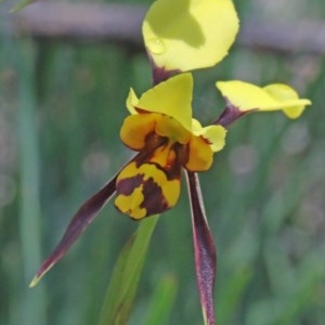 Diuris sulphurea at O'Connor, ACT - 17 Oct 2020