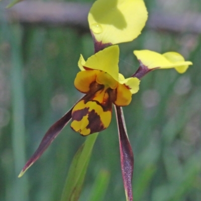 Diuris sulphurea (Tiger Orchid) at Dryandra St Woodland - 17 Oct 2020 by ConBoekel