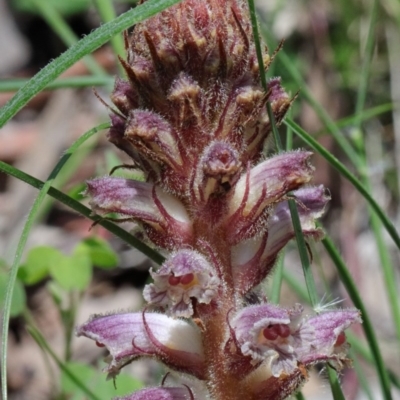 Orobanche minor (Broomrape) at Dryandra St Woodland - 17 Oct 2020 by ConBoekel