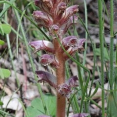 Orobanche minor at O'Connor, ACT - 17 Oct 2020