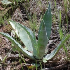 Aloe sp. at O'Connor, ACT - 17 Oct 2020 by ConBoekel